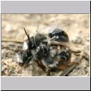 Andrena vaga - Weiden-Sandbiene -07- 12 Paarung.jpg